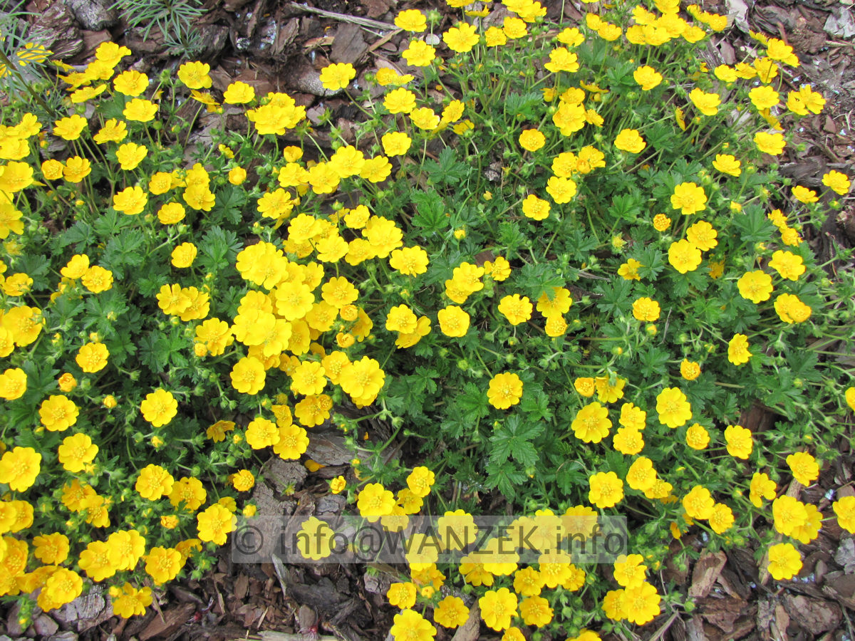 Potentilla neumanniana Nana 2 bluehend.JPG